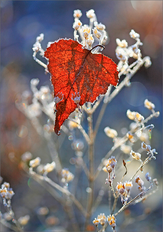 Flora post. - The photo, Nature, Flora, Flowers, Plants, Longpost