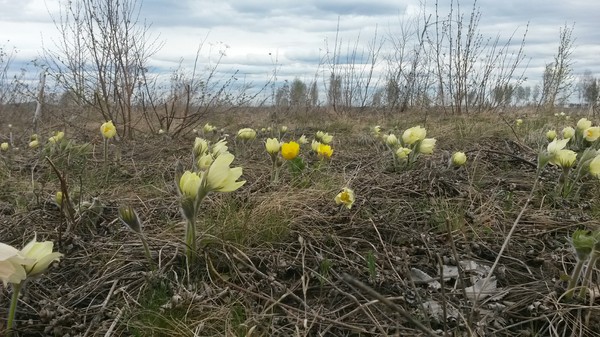 Spring in the southern Urals. - My, Spring, Ural, Flowers