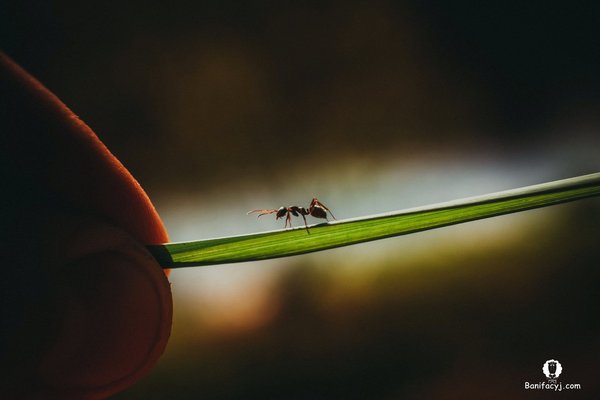 ������� vs ������