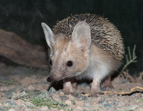 Unusual animal: eared hedgehog - Scary, Hedgehog, Animals