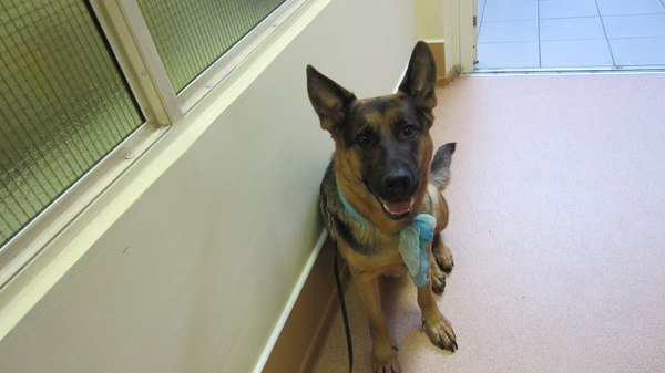 Hospital. - Longpost, My, Dog, German Shepherd, Dogs and people