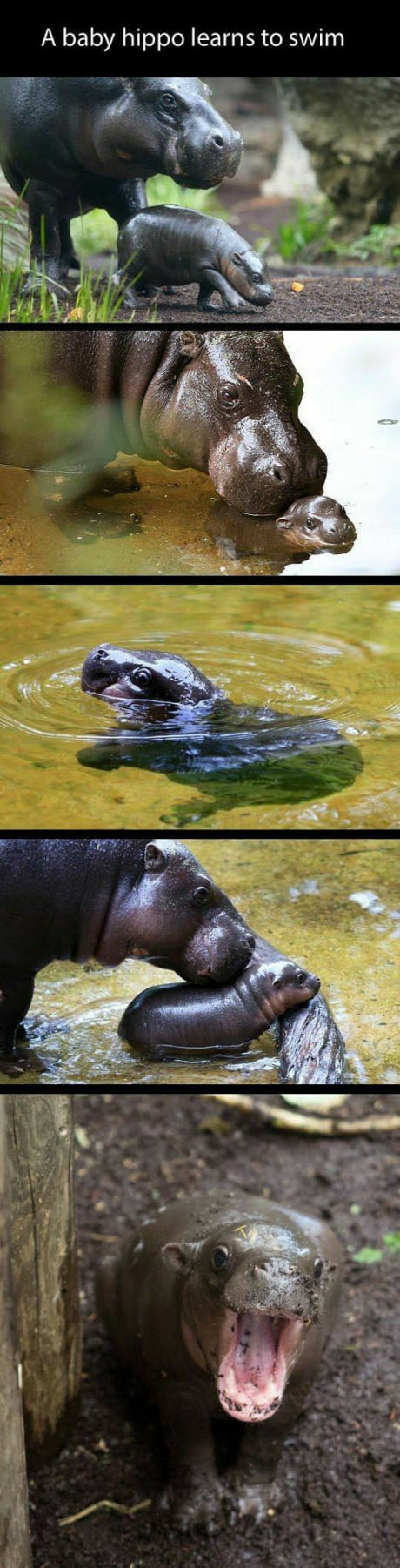 baby hippo learning to swim - 9GAG, Milota, Longpost, pygmy hippopotamus