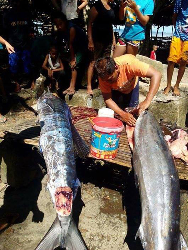 На Филиппинах поймана рыба с татуировками.