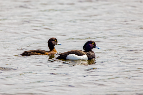 Crested duck family - My, Birds, 