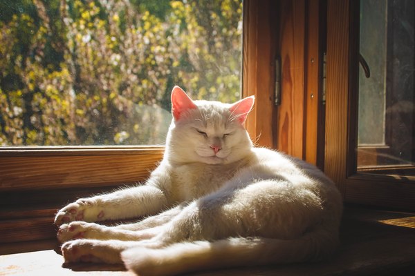 May cat - My, cat, May, The sun, Window, Warmth inside the cat