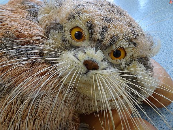 A Krasnoyarsk teacher made a manula cat from a million cedar shavings in 4 years - Creation, Talent, Animals, Natural materials, beauty, Homemade, Longpost
