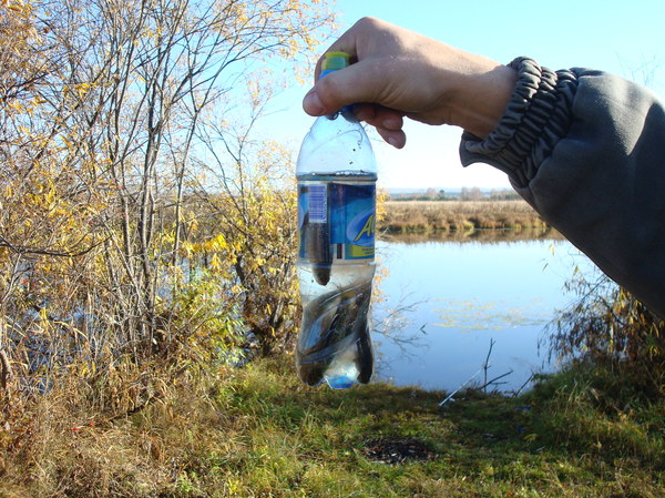 We released a trifle, and took a large one in our ear ... - My, The photo, Fishing, Fishermen, A fish, Lake, Humor, Joke