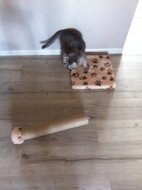 It just broke - My, cat, Breaking, Scratching post, Longpost