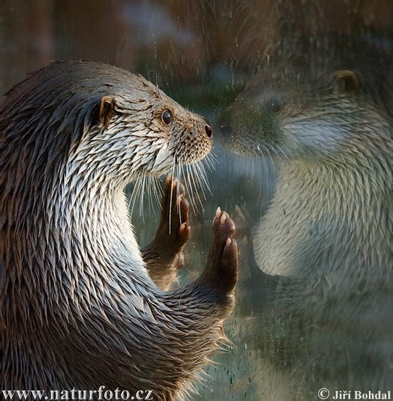 Waiting for someone? - Glass, Wet, Otter