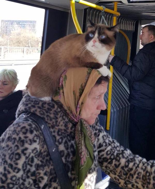 Мозговой слизень - Сорвиголова, Кот, Headcat