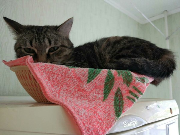 Nested - My, cat, , Pets, Funny
