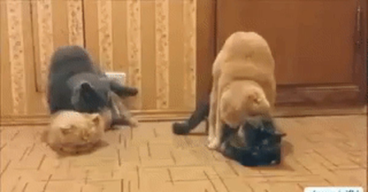 cat swing - NSFW, cat, GIF, Tired of, Cats are like people, 