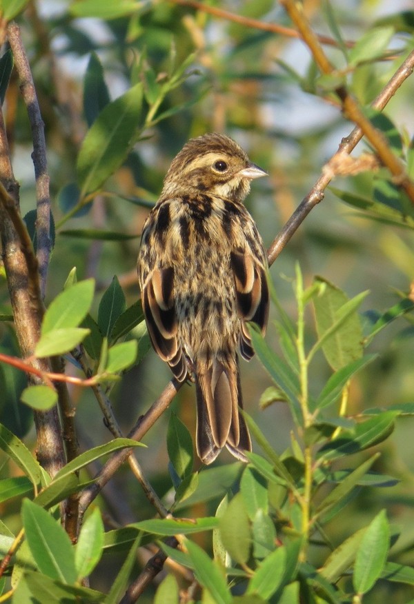 Reed Bunting (female). - My, The photo, Bird watching, Birds