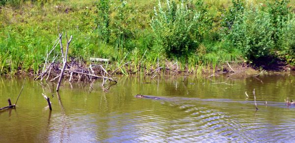 Ондатра Встреча, Ондатра, Фотография
