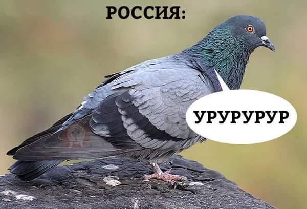 How pigeons talk around the world - Russia, Pigeon, Language, Longpost