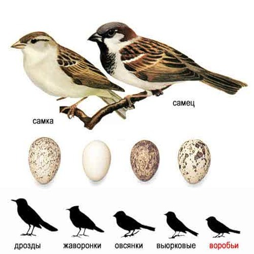 Interesting about sparrows - Interesting, Facts, Birds, Sparrow, Copy-paste, Longpost