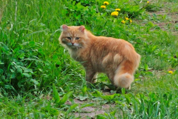 Red cat on the forest edge. - cat, Redheads, The photo