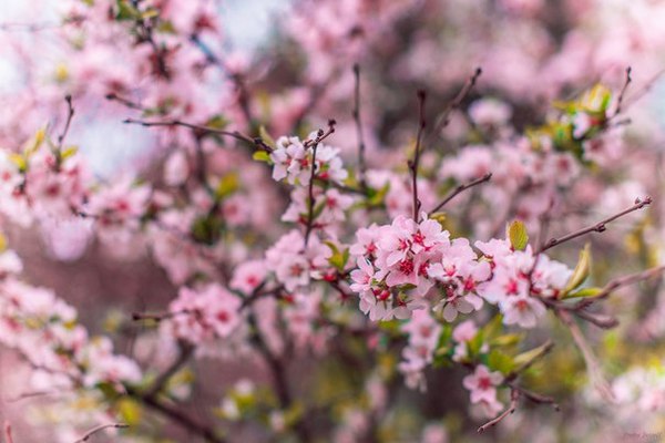 Nature dresses in beauty - My, Moscow, Nature, Bloom, Spring