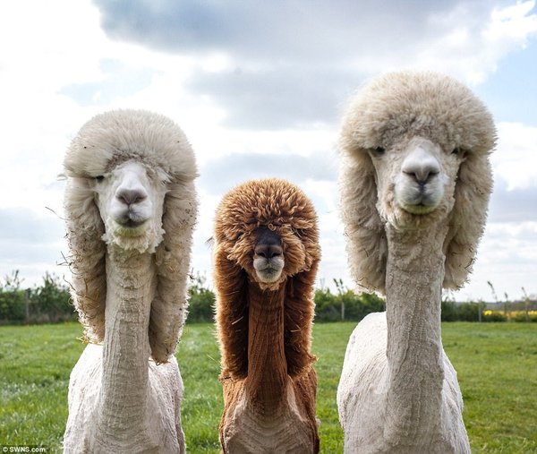 Great hairstyles - Alpaca, Poodle, Стрижка