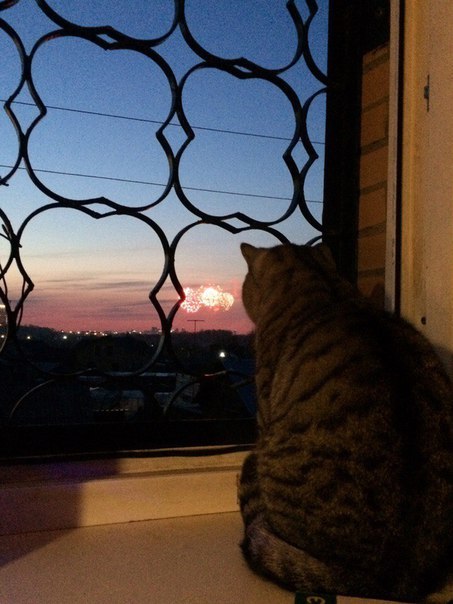 Просто кот.