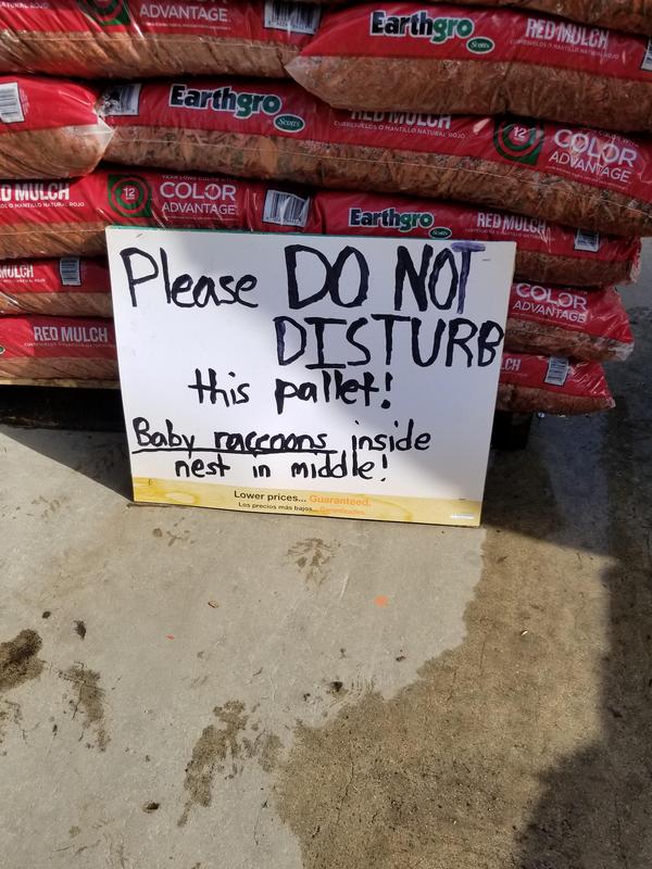 Please do not touch this pallet. Inside the nest of baby raccoons. - The photo, Nest, Milota, Raccoon, Longpost