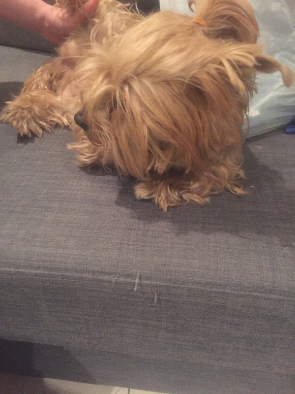 Lost - My, Pets, Yorkshire Terrier, Longpost, Found a dog, Dog, Moscow