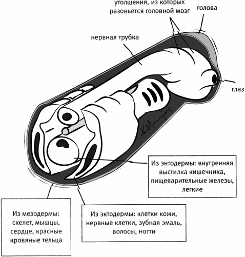 Evolutionary Legacy #3 - The science, Biology, Evolution, Evolution theory, Ontogenesis, A fish, , Longpost