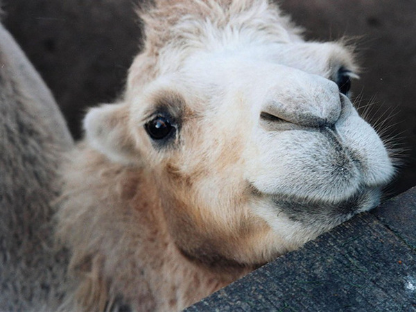 camel cuteness - , Animals, Milota, Camels, Smile