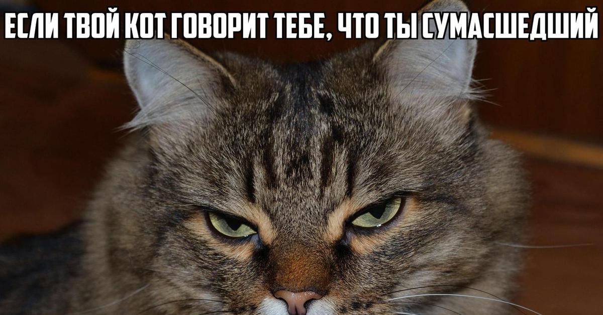 Я и твой кот. Кот рассуждает. Мемы с задумчивым котом. Задумчивые коты с надписями. Кот задумчивый приколы смешной.