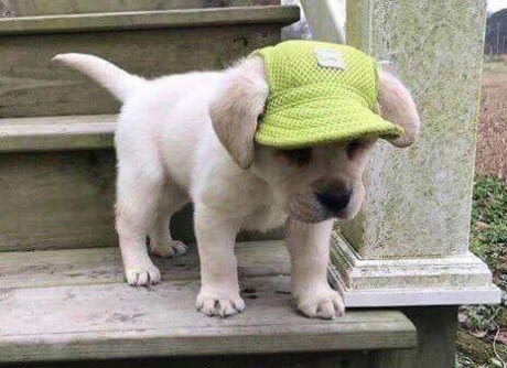 In a cap - Puppies, Milota, 