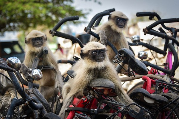 Cyclists. - The photo, Langurs, Bicycle racing, Funny