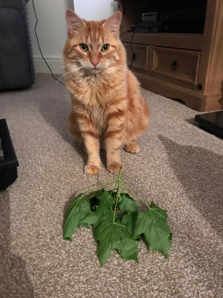 My cat's first prey - cat, Mining, Murder