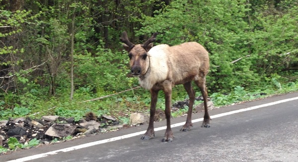 Silver hoof? - Road, My, Suddenly, Deer, Deer