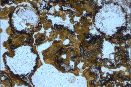 Oldest traces of life found on Earth - A life, ribbon, Paleontology, Scientists