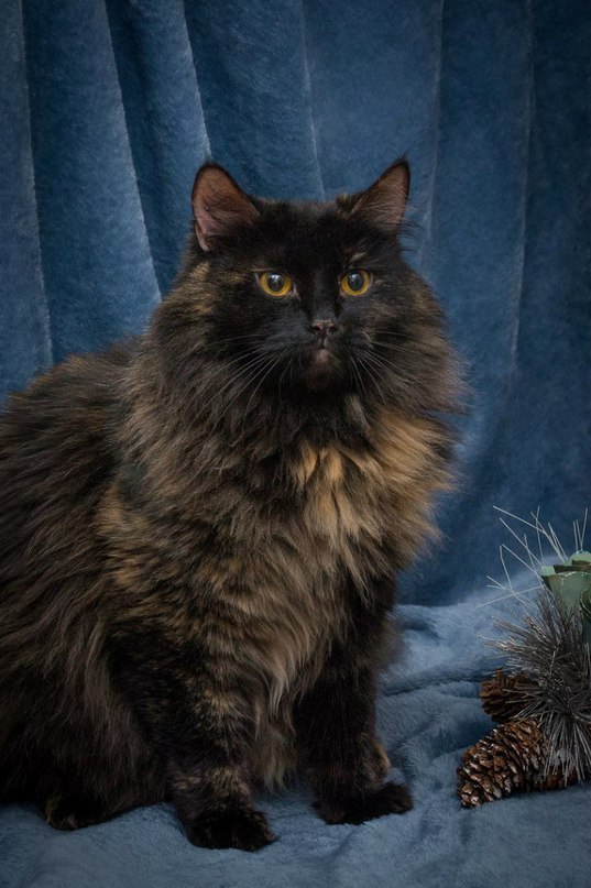 Gordey Ivanovich - cat, Wool, Wide, Homemade, The photo