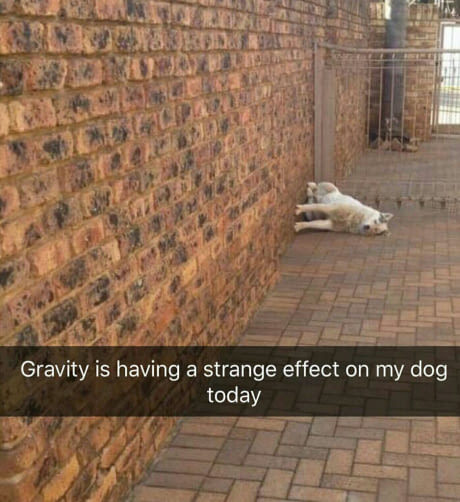 Gravity is acting strangely on my dog ??today - The photo, Dog, Gravity, Funny, 9GAG