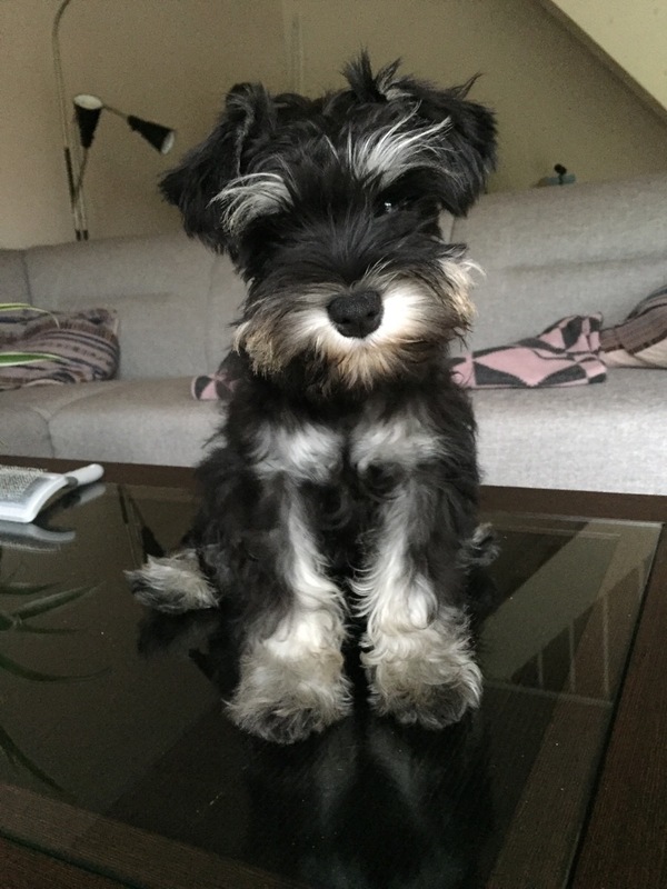 Мой юный бородовытиратель