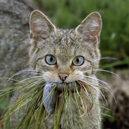 Proper nutrition. - cat, Greenery, Meat, Mouse