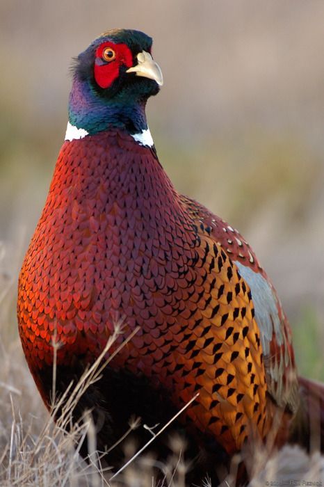 Pheasants - Longpost, Pheasant, Birds