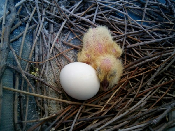 No longer new neighbors - My, Birds, Chicks of pigeons, Longpost