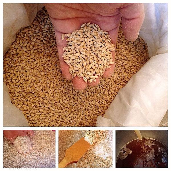 Corn? No, not at all. This is malt, that is, germinated and dried grain. Not only beer, but also whiskey is made from such barley malt. - Malt, Corn, Mash, Whiskey