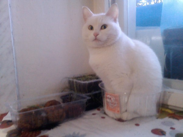 ����� ������ �� ���������