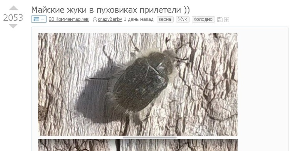 Майские жуки прилетят в пуховиках картинки