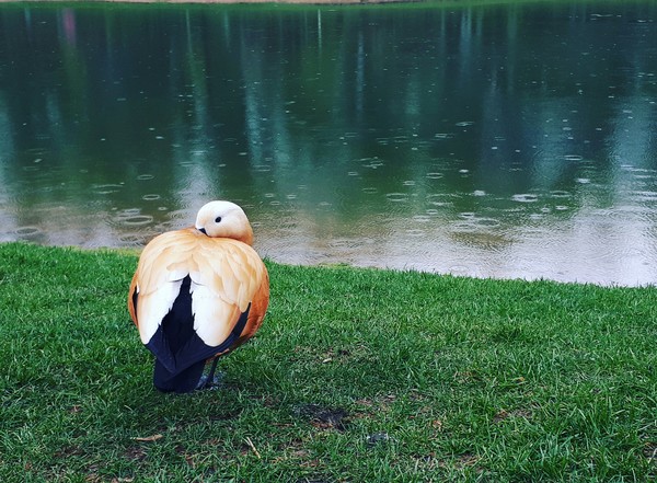 Who definitely doesn't mind the rain - Duck, The photo, Samsung, Rain, My