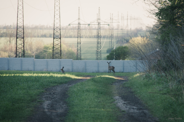 eared combo - My, My, Animals, The photo, Nature, Russia