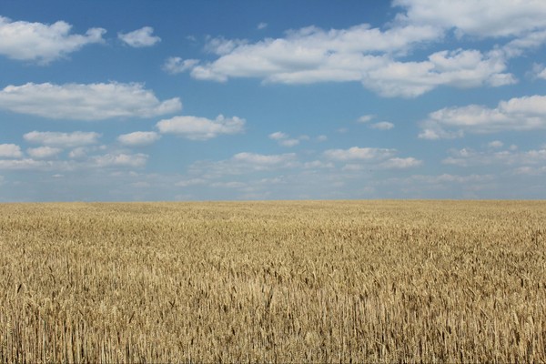 Beauty of nature. - My, Field, Landscape, The photo