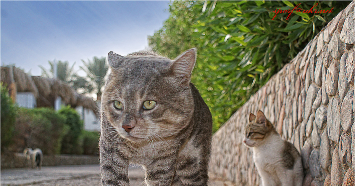 Кошка фул. Египетская МАУ. Порода кошек Мао. Уличная кошка. Египетские кошки уличные.