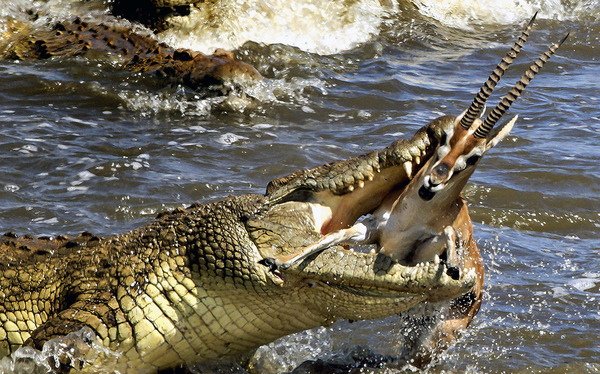 I drank some water - Crocodile, Gazelle, Waterhole, Kenya, Crocodiles