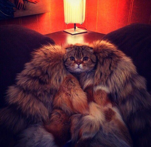 This cat looks like a pimp who came to get his pussies - cat, Fur, Pimp, Pussy, Fur