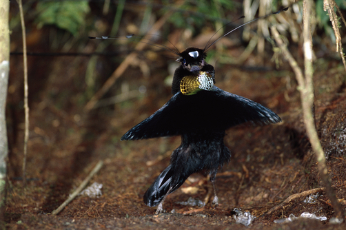 Wonderful birds - Parotia - Birds, Papua New Guinea, Exotic animals, Dancing, Ballet, Longpost, Video